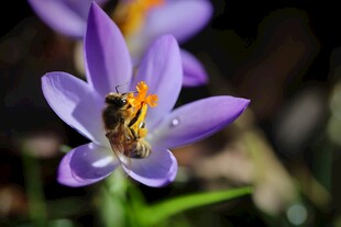 紫花上的采蜜蜜蜂
