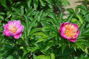 芍药花  