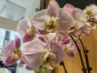 粉色蝴蝶兰绽放