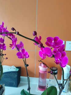 紫色蝴蝶兰绽放室内