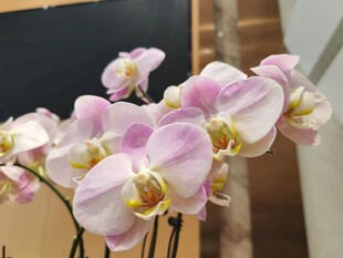 优雅粉白蝴蝶兰绽放