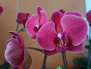 娇艳粉色蝴蝶兰绽放