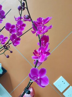 紫色蝴蝶兰特写