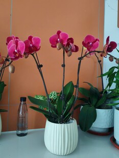 白色花盆中的娇艳蝴蝶兰