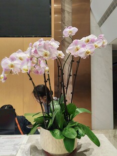 优雅绽放的粉色蝴蝶兰