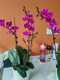 紫色兰花盆栽置于桌前