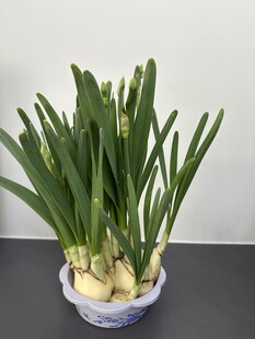 水仙盆栽清新绿意绽放