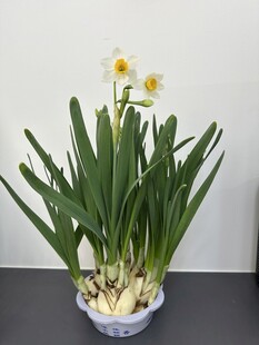 盆栽水仙绽放清新花朵