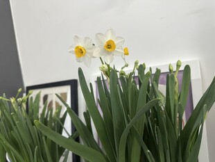 室内绽放的清新水仙花