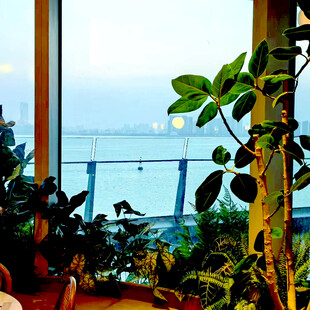 窗边绿植 静享自然景致