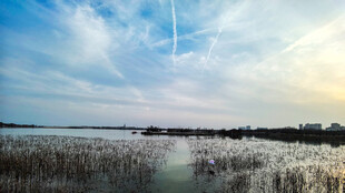 湖畔芦苇荡的美丽风光