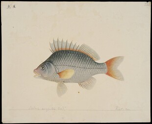 彩色鱼类插画