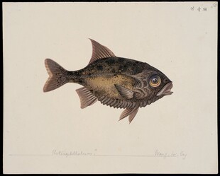 复古风格鱼类绘画作品