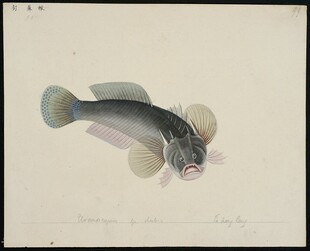 手绘独特外形鱼类图