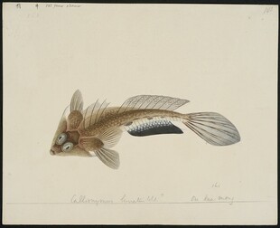 复古风鱼类插画