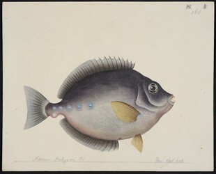复古风格的鱼类插画