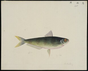 单条小鱼插画