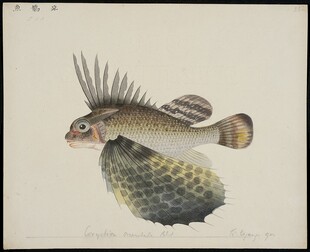 带刺海鱼插画