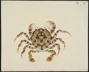 水墨风格螃蟹绘画作品