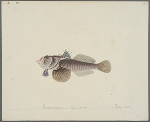 手绘海洋鱼类插画作品