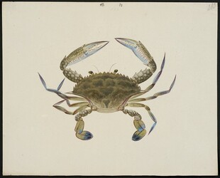 水墨风格螃蟹绘画作品