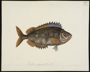 复古风格鱼类插画