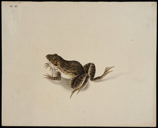 一只青蛙的特写画面