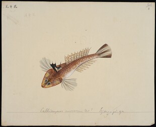 手绘独特外形鱼类图