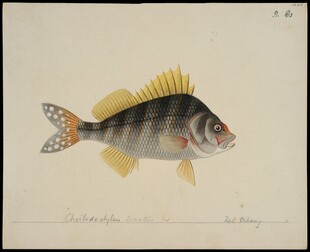 条纹鱼水彩画展示