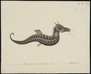 复古风格海马插画