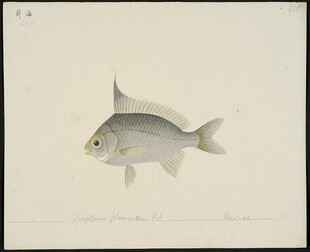 单尾银鱼展示