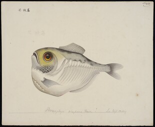 复古风格银色小鱼插画