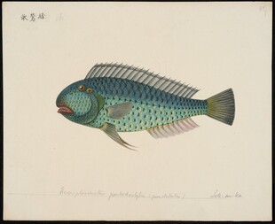 彩色斑纹鱼插画