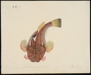 独特外形的深海鱼类