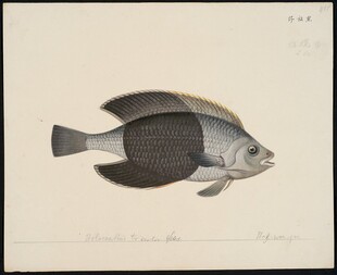 深海神秘鱼类图像展示