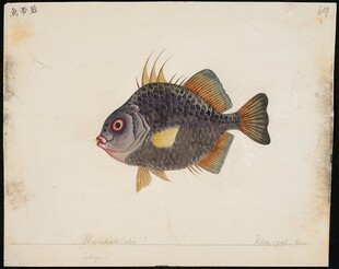 彩色条纹鱼插画