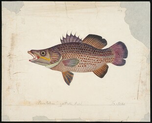 彩色手绘的淡水鲈鱼图