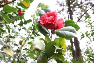 娇艳红山茶绽放绿叶间