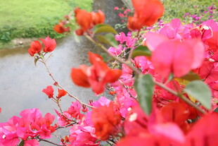 溪边绽放的艳丽三角梅