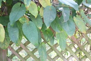 绿叶繁茂的植物攀爬在栅栏上