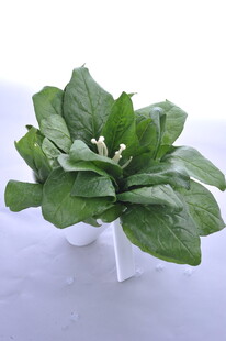 翠绿盆栽植物 清新之美