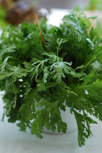 翠绿蕨类植物 清新自然