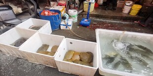 水产市场的甲鱼展示