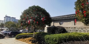 中式建筑旁的景观树