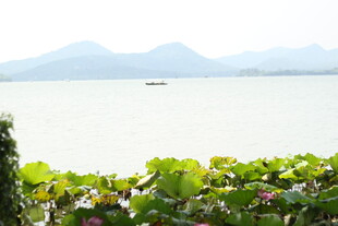 湖畔荷叶与远处山水景致