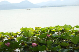 湖畔荷花绽放的美丽景致