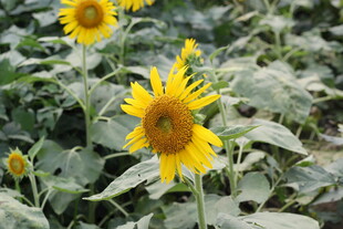 田野中的灿烂向日葵