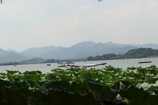湖畔荷叶与远山风景