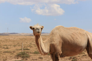 沙漠中的单峰骆驼
