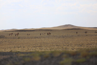 沙漠中行进的骆驼队伍